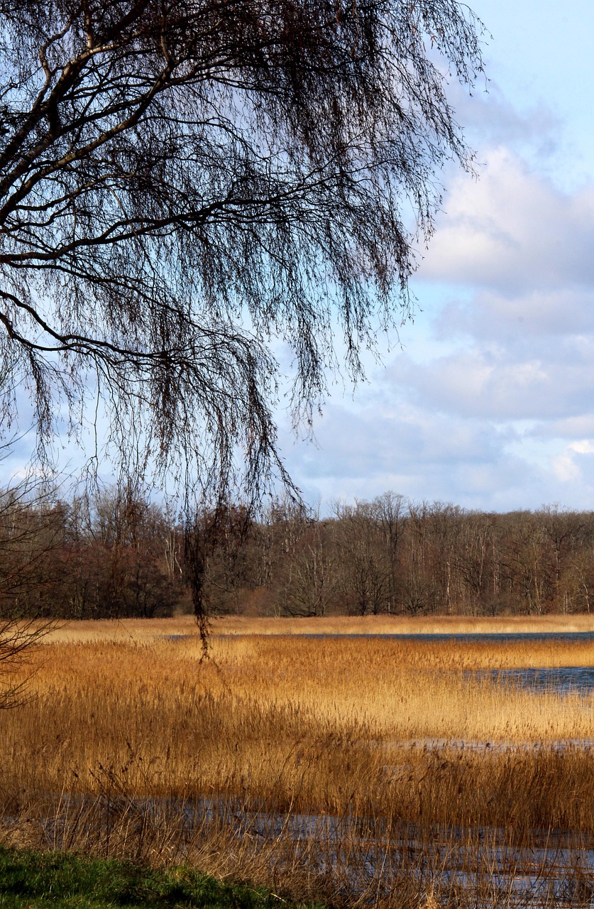 reed bed, nature, wetland, bodden, trees, forest, reed, landscape