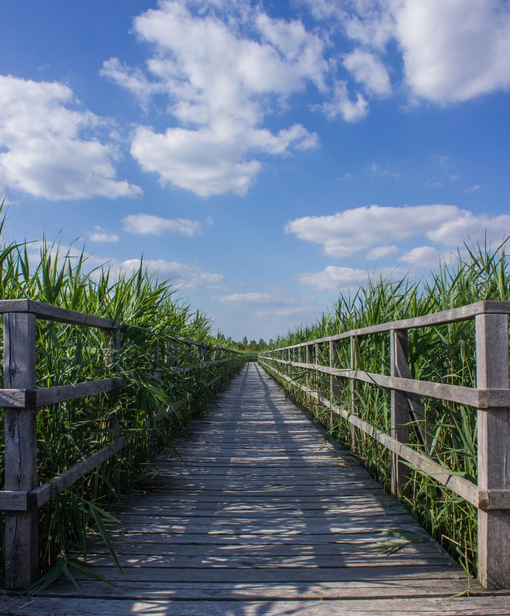 A scenic view of a wooden boardwalk through a vibrant marshland under a blue sky dotted with clouds.