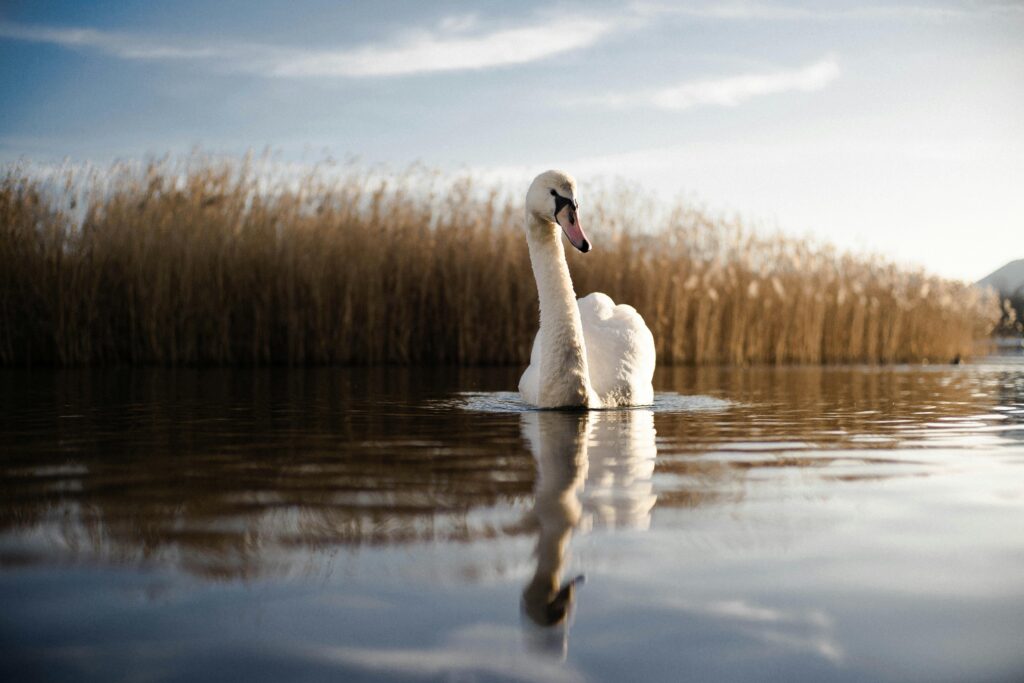 Graceful swan gliding on tranquil lake waters during sunset, surrounded by reeds.